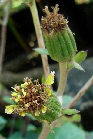 nel fontanile Farfugium japonicum